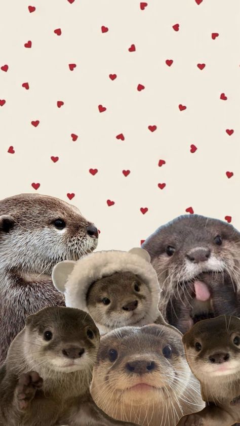 Otter Wallpapers, Otters Cute, Brown Wallpaper, Otters, Spirit Animal, Cute Wallpapers, Phone Wallpaper, Iphone Wallpaper, Wallpapers