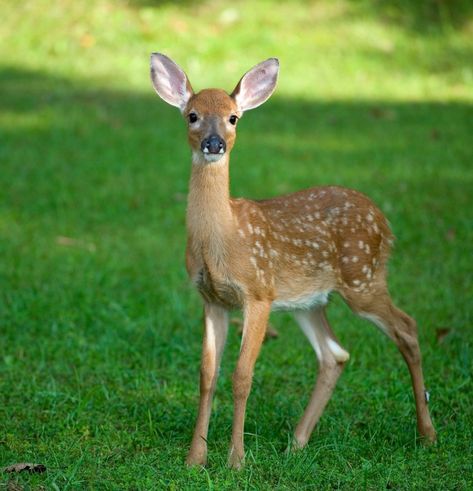 This is a guide about fawn (baby deer) information and photos. Beautiful baby deer known as fawns are an amazing site to behold. Their distinctive spots help to camouflage these young deer until they are more able to fend for themselves. Whitetail Deer Pictures, Deer Photography, Coyote Hunting, Deer Photos, Deer Pictures, Deer Family, Whitetail Deer, Izu, Baby Deer