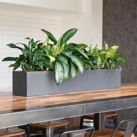 Long Planter Boxes, Indoor Planter Box, Rectangular Planter Box, Tabletop Planter, Long Planter, Rectangle Planters, Planters Garden, Fiberglass Planters, Rectangular Planters