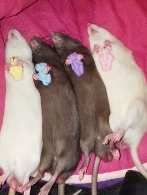 Rats Cute, Rattus Rattus, Baby Rats, Funny Rats, Cute Rats, Funny Animal Photos, Pretty Animals, Pet Rats, Cute Animals Images