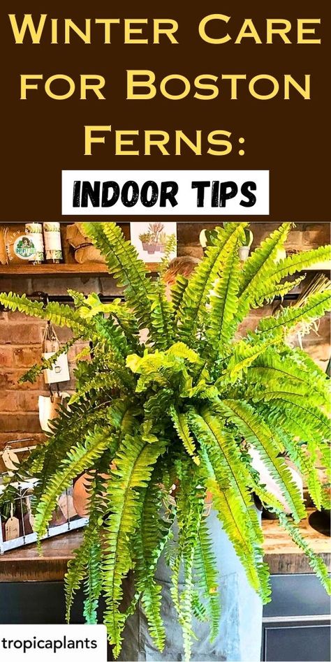 "Discover essential tips on How to Bring Boston Fern Inside for Winter with our guide from Simplify Plants. Learn the best practices for winterizing Boston ferns to ensure healthy growth during the colder months. Explore effective strategies for bringing outdoor plants inside, transforming your space with beautiful fern indoor plant decor. Master the art of overwintering Boston ferns and keep your fern plants indoor thriving all winter long. Indoor Ferns Decor, Fern Care Indoor, Indoor Fern Plants, Boston Fern Indoor, Indoor Ferns, Fern Plants, Potted Ferns, Ferns Care, Winter Care