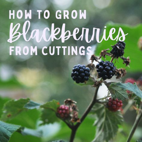 If you've always wanted to grow your own but never got around to it, then check out this super cool guide to growing a blackberry plant from cuttings! How To Propagate Blackberries, Propagate Blackberries, Pruning Blackberries, How To Grow Blackberries, Grow Blackberries, Blackberry Trellis, Blackberry Plant, Selling Plants, Backyard Orchard