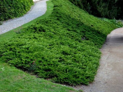 12 Great Options for Groundcover Plants for Hills & Sloped Yards Best Shade Plants, Mid Century Modern Landscaping, Best Plants For Shade, Simple Landscaping Ideas, Organic Lawn Care, Commercial Landscape Design, Landscaping A Slope, Simple Landscaping, Sloped Yard