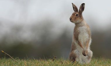 Irish Hare - one of the few native mammals to survive the Ice Age in Ireland. [The Guardian] Irish Creatures, Irish Nursery, Nz Animals, Irish Hare, Irish Wildlife, Wild Rabbits, Rabbit Artwork, Hare Painting, Bunny Stuff