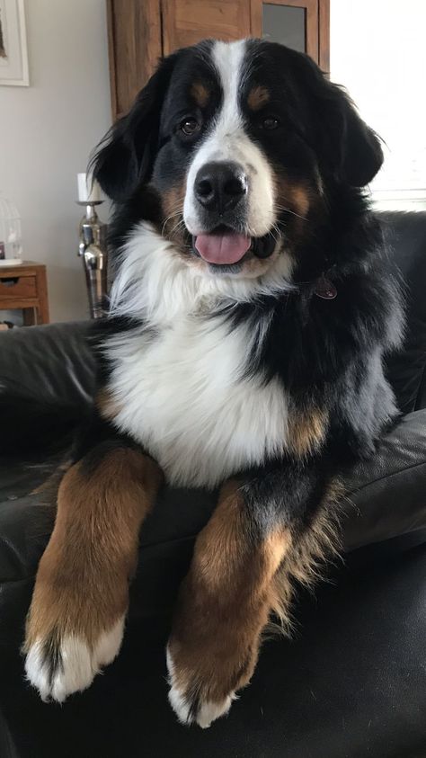 Dogs That Look Like St. Bernard's Bernese Mountain Dog Names, Ras Anjing, Big Fluffy Dogs, Fluffy Dogs, Mountain Dog, Bernese Mountain, Bernese Mountain Dog, Mountain Dogs, Welsh Corgi