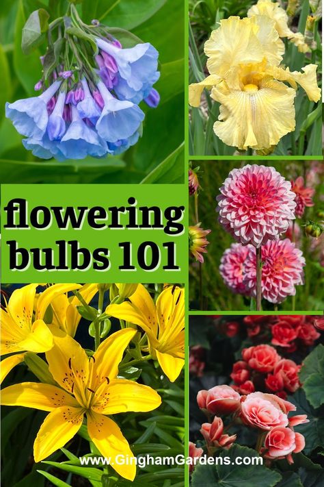 Add a whole new stunning element to your flower garden with flowering bulbs. Find out the best bulbs for your garden in spring, summer and fall. Bulb Flowers Types Of, Fall Bulbs To Plant, Bulb Planting Guide, Bulb Planting Ideas, Bulbs To Plant In Spring, Bulbs To Plant In Fall, When To Plant Bulbs, Bulbs Garden Design, Planting Bulbs In Spring