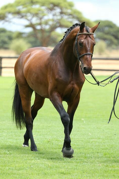 Warmblood Horses, Cai Sălbatici, Rasy Koni, Beautiful Horse Pictures, Bay Horse, Most Beautiful Horses, Dressage Horses, Thoroughbred Horse, Majestic Horse