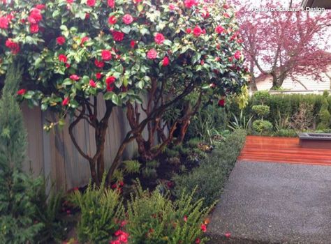 Training Camellia into a small tree Camellia Tree, Camellia Plant, Small House Exterior, Gravel Landscaping, Stone Landscaping, Estate Garden, Fence Landscaping, Bonsai Garden, Landscape Trees