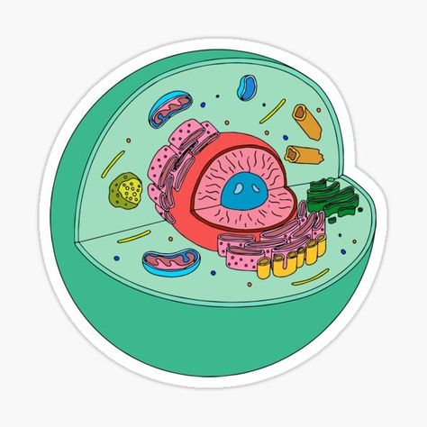 Animal cell illustration sticker Animal Cell Drawing, Cell Illustration, Cell Drawing, Pokemon Printables, Biology Drawing, Private Academy, Trivia Tuesday, Funny Laptop Stickers, Medical Stickers