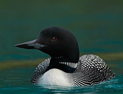 Common Loon Photography, Loons On Lake, Loon Photo, Loon Art, Canvas Painting Projects, Printmaking Ideas, Common Loon, Wpa Posters, Water Birds