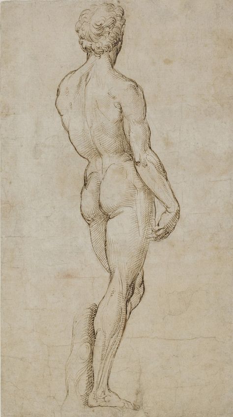 Male Figure Drawing, William Ellis, Rennaissance Art, Drawing Examples, Master Drawing, Human Figure Drawing, Human Anatomy Art, Drawing Studies, Anatomy For Artists