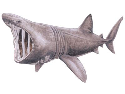 Shark Species — Shark Research Institute Shark Research, Shark Film, Fish For Beginners, Draw A Fish, Basking Shark, Shark Conservation, Continental Shelf, Shark Drawing, Drawing Instructions