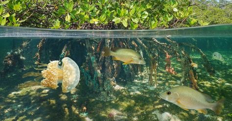 Above And Below Water, Mangrove Trees, Satisfying Photos, Bawah Air, Under The Water, Mangrove Forest, Water Surface, Underwater Photos, Half And Half