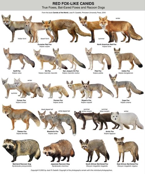 Fox Breeds, Fox Fennec, Fox Species, Swift Fox, Unlikely Animal Friends, Animal Infographic, Fox Kit, Pig Breeds, Fun Facts About Animals