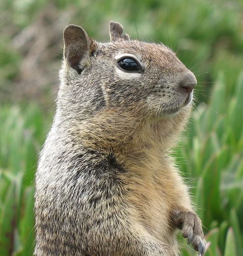 Ground Squirrel, Life Habits, Animal Control, The Subject, Squirrels, Cute Little Animals, Woodland Animals, Pet Birds, California