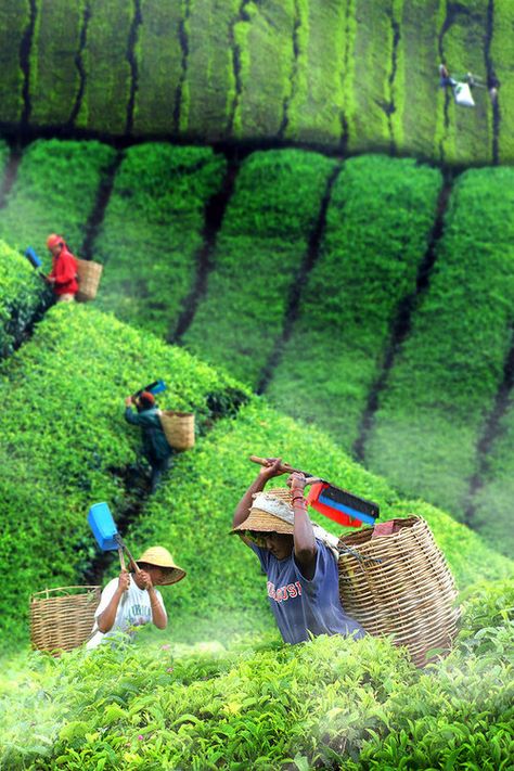 Assam Tea Garden, Tea Harvesting, Tea Farm, Voyage Bali, Eye Photo, Tea Estate, West Java, Chinese Landscape, Tea Garden