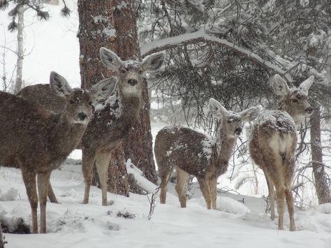 Winter Princess, Winter Fairy, I Love Winter, Keramik Design, Snow Angels, Winter Scenery, Best Seasons, Winter Wonder, Winter Aesthetic