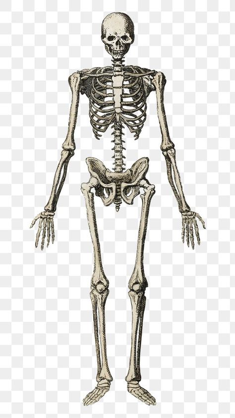 Skeleton Overlay Edit, Skeleton Transparent Background, Skeleton Png Aesthetic, Aesthetic Icons Png Transparent, Edit Assets, Background Skeleton, Skeleton Transparent, Skeleton Aesthetic, Aesthetic Skeleton