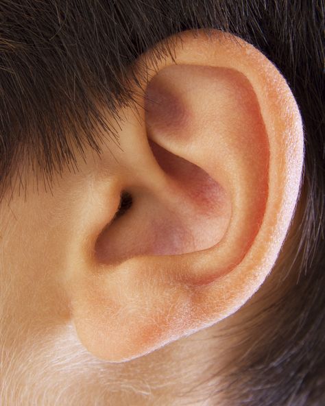 The strange shape of the outer ear is important. It modifies high-frequency sound waves entering the ear before funneling them to the middle ear. Narrow Laundry, Human Anatomy Reference, Ear Anatomy, How To Draw Ears, Head Anatomy, Face Anatomy, Human Ear, 얼굴 그리기, Nose Shapes