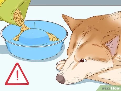 4 Ways to Tell if a Dog Is Pregnant - wikiHow My Dog Is Pregnant, Pregnancy Day By Day, Early Stages Of Pregnancy, Home Pregnancy Test, Pregnant Dog, Pregnancy Information, Trending Topic, Pregnancy Signs, Puppy Food