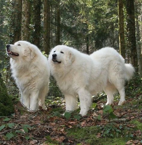 Home / X Velcí Psi, Maremma Dog, Pyrenees Puppies, Pyrenean Mountain Dog, Livestock Guardian Dog, Great Pyrenees Dog, Samoyed Dogs, Giant Dogs, Great Pyrenees