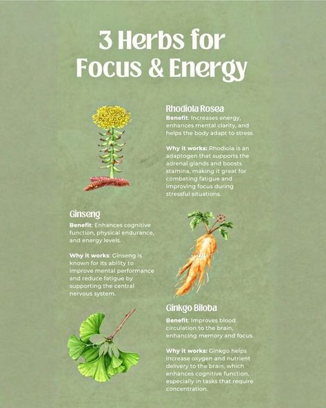 🌿 Feeling drained or struggling to stay focused? These natural herbs can help! Rhodiola Rosea – A stress-busting adaptogen that boosts stamina and mental clarity, helping you stay focused even in challenging situations. Ginseng – Known for enhancing cognitive function and physical endurance, this herb fights fatigue and supports long-lasting energy. Ginkgo Biloba – Improves blood circulation to the brain, enhancing memory, focus, and concentration without the caffeine crash. Add these to... Ginseng Benefits, Rhodiola Rosea, Focus And Concentration, Feeling Drained, Adrenal Glands, Ginkgo Biloba, Central Nervous System, Stressful Situations, Improve Blood Circulation