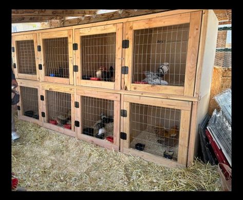 OEGB SET UP IDEAS, CAGES | 8 breeding pen setup 💪🏽 | Facebook Chicken Isolation Pen, Rabbit Breeding Setup, Chicken Breeding Pens Ideas, Chicken Breeding Pens, Silkie Coop, Poultry Breeding Pens, Serama Chicken, Duck Pens, Livestock Shelter