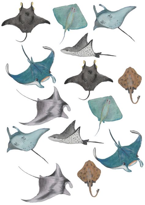 sea rays - so beautiful Mantaray Drawing, Scientific Illustration, Art Et Illustration, Arte Animal, Marine Animals, Ocean Creatures, Art And Illustration, Fish Art, Sea Animals