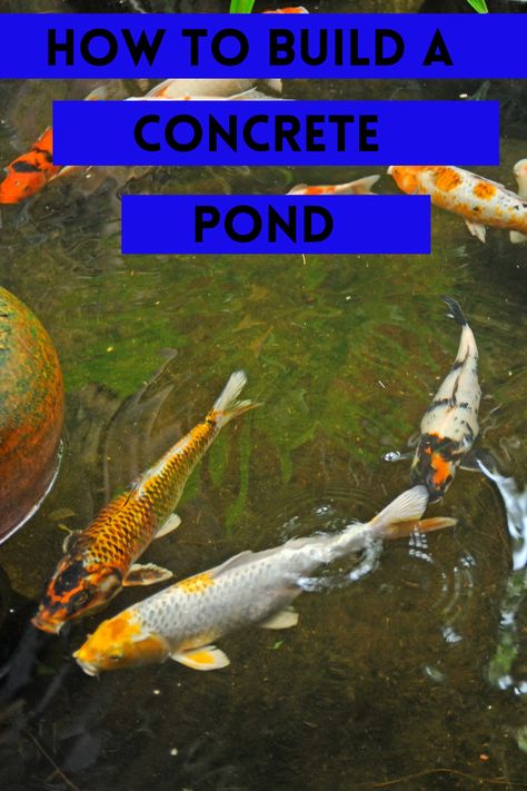 💡🔨🐟DIY concrete pond: How To Build A Concrete Pond Pond Filter Diy, Concrete Pond, Koi Pond Backyard, Pond Filter System, Koi Garden, Pond Diy, Pond Drawing, Fish Ponds Backyard, Fish Names