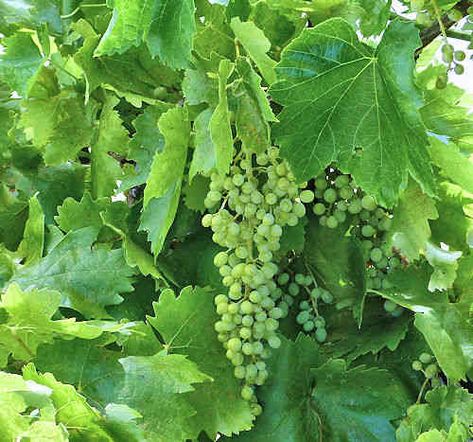 Growing Grapes: Vitis vinifera Wine Grape, Growing Grapes, Vitis Vinifera, Gifts For Wine Lovers, Art References, In Hot, Lettuce, Grape Vines, Red Wine