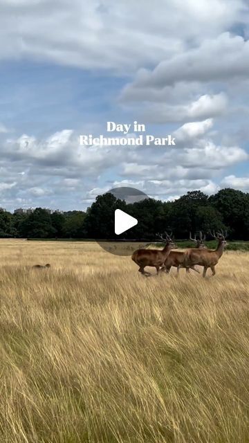 Doina Lungu | UK Travel blogger on Instagram: "A day in Richmond Park 🦌
#richmond#isabellaplantation#richmondpark#london#" London Richmond, Richmond Park London, Maymont Park Richmond, Richmond England, River Thames London, Richmond Park, Uk Travel, Travel Blogger, Instagram A