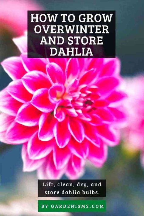 How to Overwinter and Store Dahlia (Complete Guide) - Gardenisms Overwintering Dahlias, Overwinter Dahlias, Cosmos Garden, Dahlia Bulbs, Growing Dahlias, Overwintering, Garden Bulbs, Dahlia Flower, Cold Season