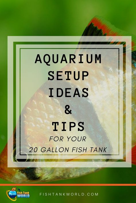 Setup Ideas For Your 20 Gallon Fish Tank. How to choose the fish and how many, what aquarium equipment is required, plants and decorations to inspire your 20 gallon fish tank setup. via @fishtankworld0195 20 Gallon Tank Ideas, 30 Gallon Fresh Water Fish Tank Ideas, 25 Gallon Fish Tank Ideas, 20 Gallon Fish Tank Ideas, Aquarium Setup Ideas, 20 Gallon Fish Tank, Fish For Beginners, 20 Gallon Aquarium, Cool Fish Tanks