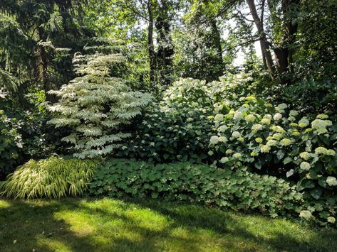 Maryland Garden, Garden Landscape Ideas, Shade Garden Design, Climbing Hydrangea, Fine Gardening, Forest Garden, Tomato Garden, Garden Photography, Woodland Garden