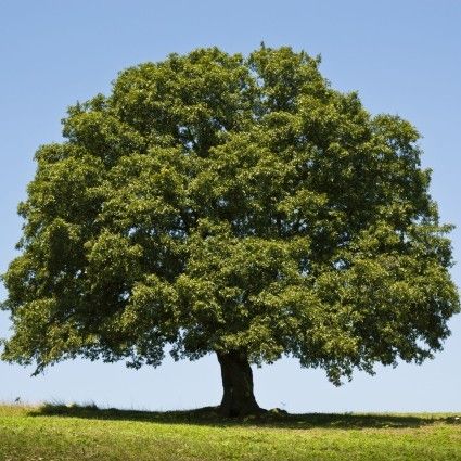 Live Oak Tree, 숲 사진, Live Oak Trees, Live Oak, Shade Trees, Tree Care, Evergreen Trees, Types Of Soil, Oak Tree