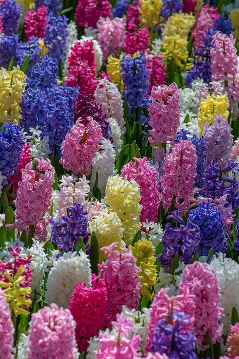 Hyacinth Bulbs, Pink Perennials, Hyacinth Flowers, Fall Bulbs, Garden Angels, Language Of Flowers, Jambalaya, Flowering Trees, Beautiful Blooms