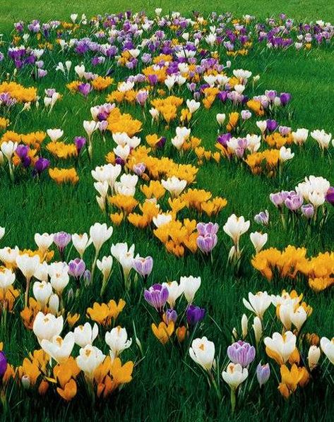 beautiful flowers crocuses for garden design Partial Sun Perennials, Van Zyverden, Crocus Bulbs, American Garden, Fall Bulbs, Sun Perennials, Garden Bulbs, Spring Bulbs, Bulb Flowers