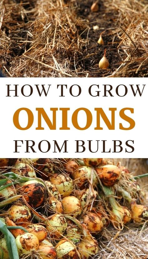 When To Plant Onion Seeds, Planting Onions From Seeds, Plant Onions, Harvest Onions, Growing Onions From Seed, Ranch Garden, Mary's Garden, Hillside Gardening, Grow Onions