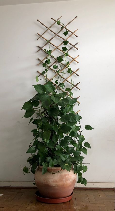 Pothos Plant Decor, Outdoor Trellis Ideas, Ivy Plant Indoor, Indoor Climbing Plants, Indoor Plant Trellis, Indoor Plants Styling, Boa Constrictor, Trellis Ideas, Outdoor Trellis