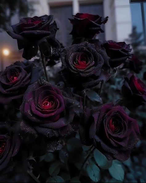 Black Roses, Red Roses, Roses, Building, Flowers, Red, Black