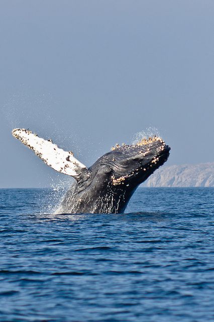 Humpback whale jumping #mike1242 #ilikethis #mikesemple2015 #beautiful #pinterest Whale Jumping, Sea Mammal, Save The Whales, Marine Mammals, Whale Shark, Humpback Whale, Narwhal, Killer Whales, Marine Animals