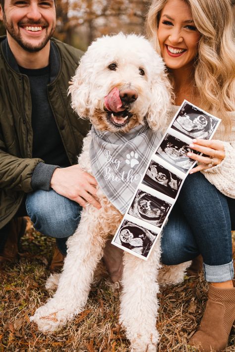 Pregnancy Announcement With Dog, Pet Pregnancy Announcement, Pregnancy Announcement Dog, Baby Announcing Ideas, Pregnancy Announcement Photography, Dog Pregnancy, Pregnancy Announcement Pictures, Fall Baby Announcement, Pregnancy Announcement To Parents