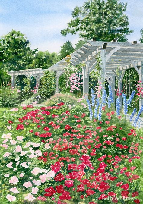 "\"Arbor Garden Roses,\" giclee print of an original watercolor painting by Beth Whitney This beautiful rose garden is located at the Coastal Maine Botanical Gardens in Boothbay, Maine. This is the huge arbor (pergola) that you see when you first enter the garden. There are tons of roses on the right side (the left has more peonies). I love this view because the blue delphiniums really draw your eye to the arbor. There are several varieties of roses here, both on the ground and climbing up on th Roses Watercolor Painting, Beautiful Rose Garden, Arbor Garden, Boothbay Maine, Floral Bedroom Decor, House Portrait Painting, Maine Artist, British Artists, Floral Bedroom