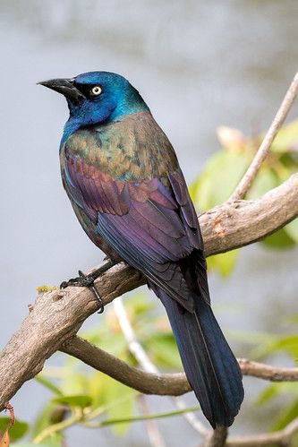 Common Grackle, Common Birds, Purple Bird, Right Light, Animal References, Most Beautiful Birds, Bird Artwork, Nature Birds, Bird Seed