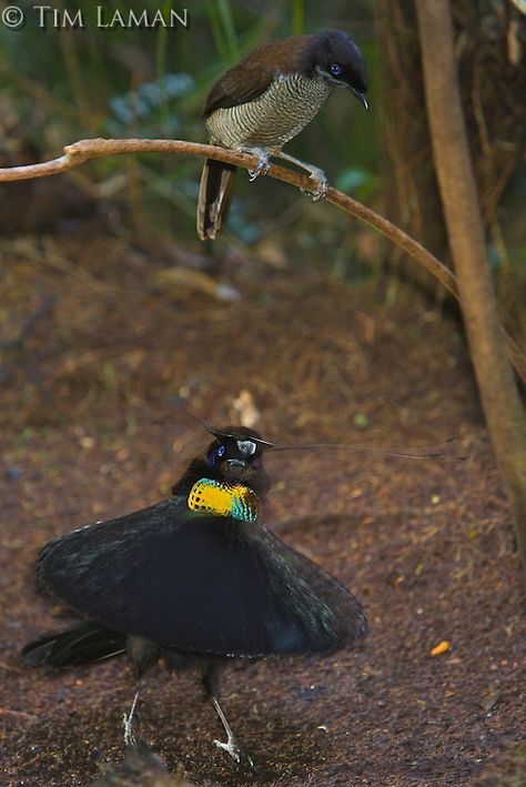 Western Parotia Bird of Paradise.(Parotia sefilata) male performing "ballerina dance" display for a female. Western Parotia, Paradise Images, West Papua, Most Beautiful Birds, Creative Photography Techniques, Australian Birds, Wildlife Photos, New Guinea, All Birds