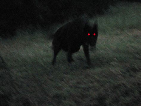 England's Black Shuck is one of the world's scary creatures that may actually exist. Black Shuck, Werewolf Aesthetic, The Ancient Magus Bride, John Wilson, She Wolf, Ushuaia, Six Feet Under, Arte Horror, Red Eyes