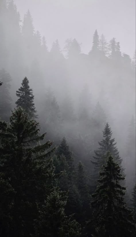 Misty Mountains Wallpaper, Fog Wallpaper Aesthetic, Foggy Hills Aesthetic, Misty Mountain Aesthetic, Foggy Mountain Aesthetic, Morning Fog Aesthetic, Foggy Morning Aesthetic, Beautiful Forest Wallpaper, Foggy Forest Aesthetic