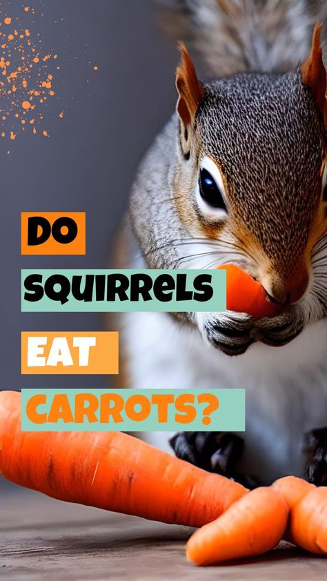 a squirrel eating carrots Baby Squirrel Care, What Do Squirrels Eat, Chinchilla Care, Squirrel Food, Backyard Animals, Pet Rodents, Squirrel Tail, Seed Dispersal, Squirrel Feeder