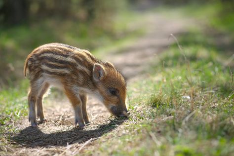 Wild Boar Piglet, Boar Piglet, Feral Pig, Wild Boar Hunting, Wild Pig, Tattoo Nature, Pig Farming, Wild Boar, Animal Sketches