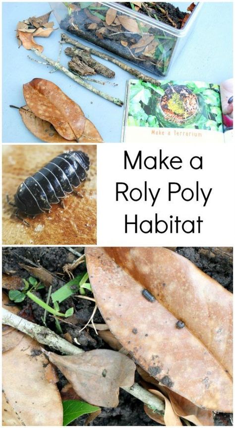 Spring Science Activities, Spring Science, Nature School, Science Activity, Kindergarten Science, Roly Poly, Preschool Science, Animal Habitats, Outdoor Learning